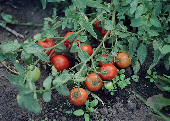 Vegetable Plants